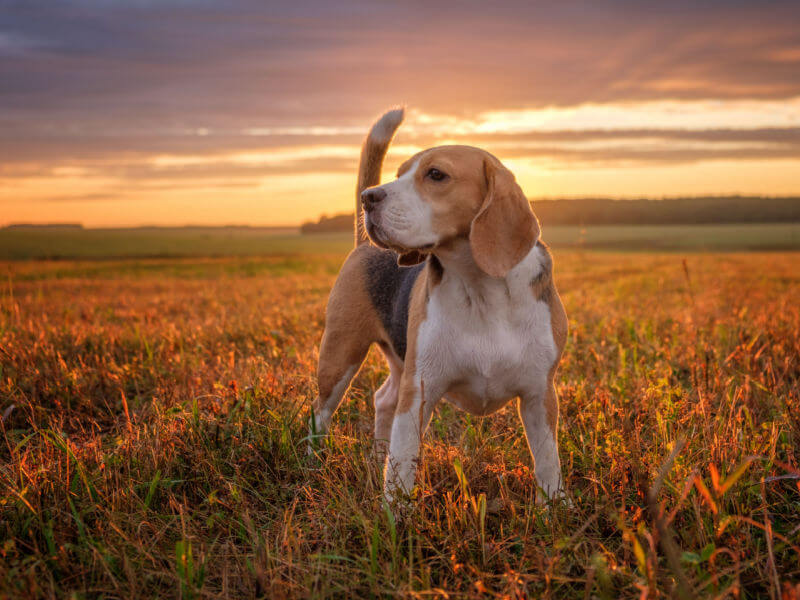 Beagle em meio a natureza