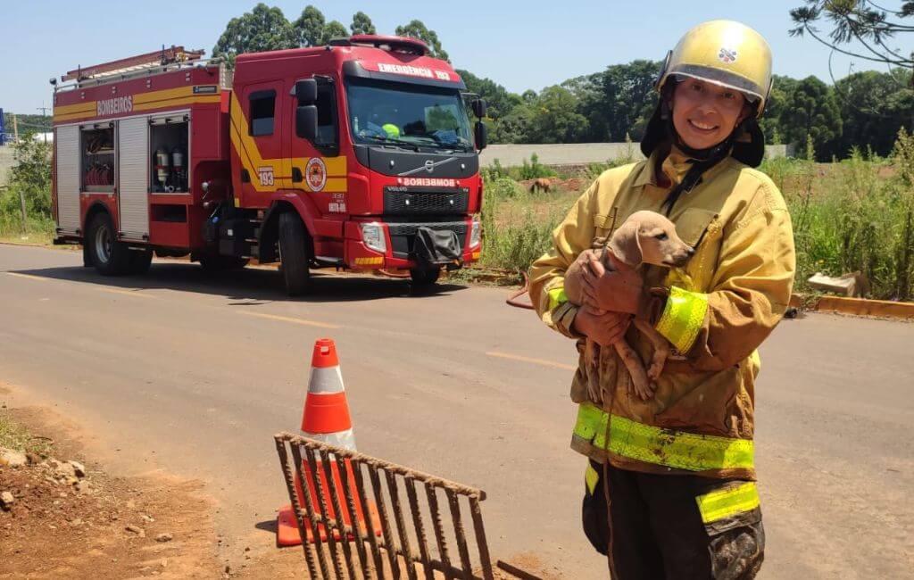 bombeiros.cachorro.resgate