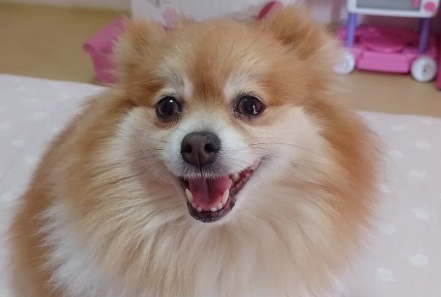 Projeto engloba mortes de cães e gatos