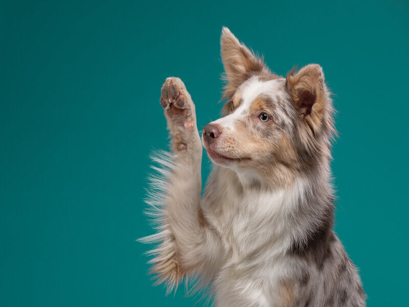 Cachorro olhando para o lado com a pata levantada em frente a um fundo verde