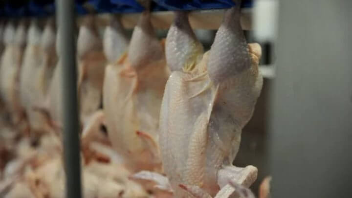 carne de frango