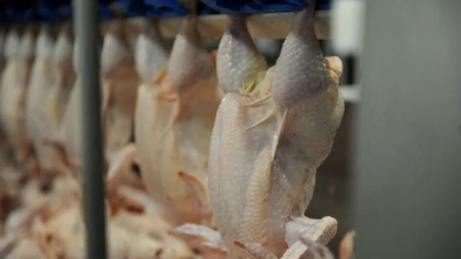 carne de frango