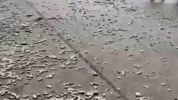 mariscos