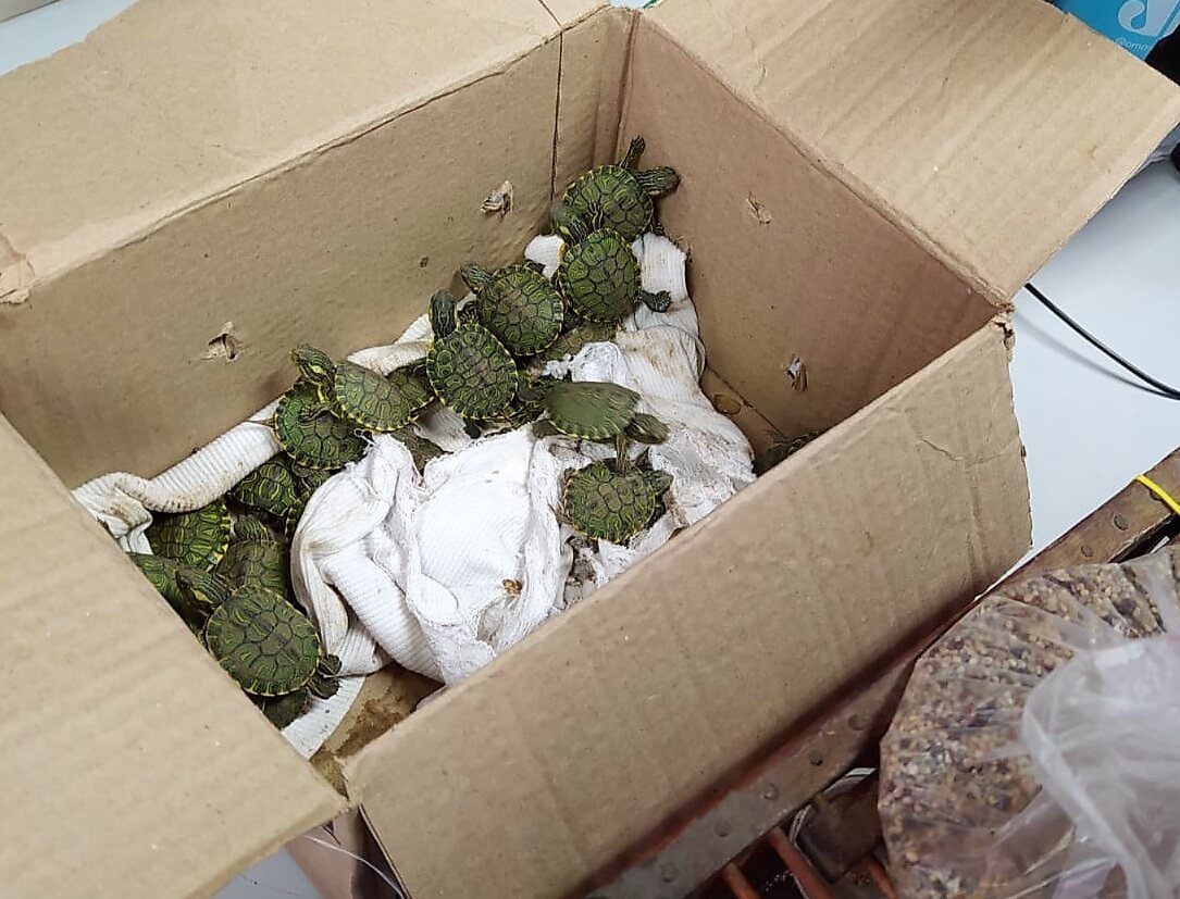 Filhotes estavam em caixa de papelão