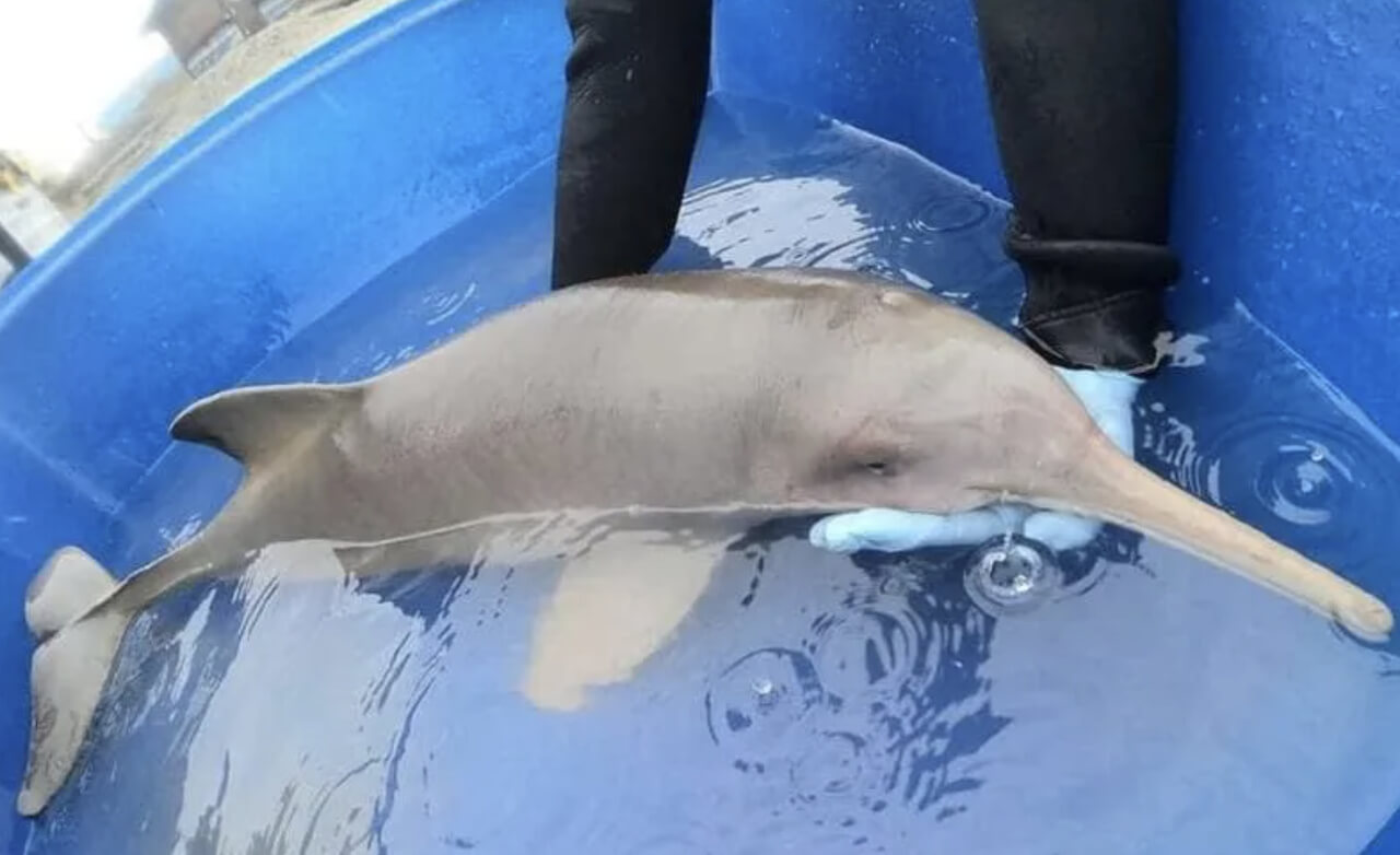 Toninha está ameaçada de extinção