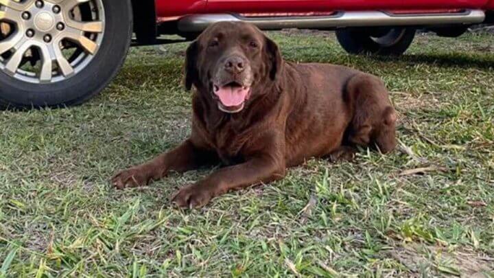 Cachorra Mel
