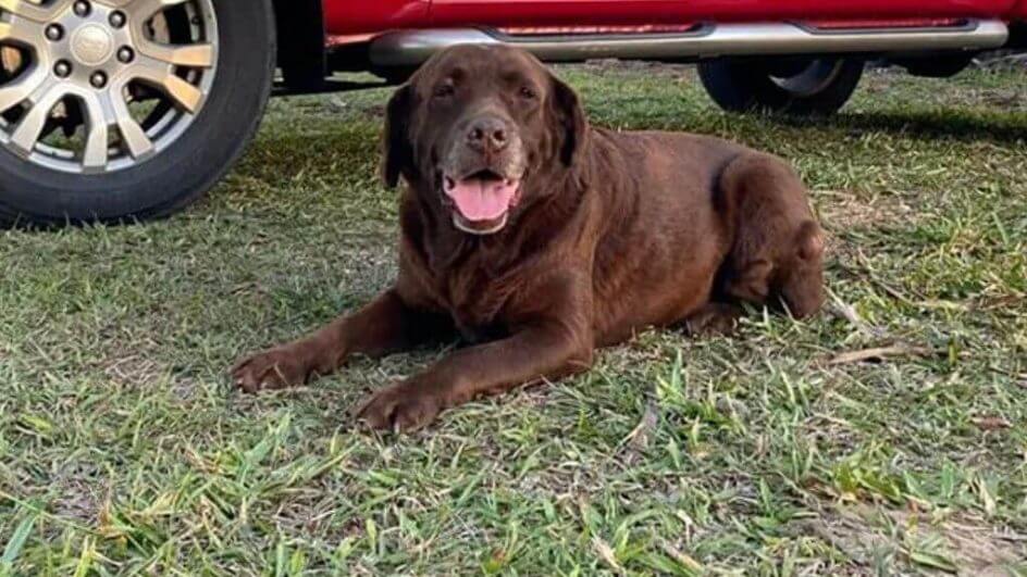 Cachorra Mel