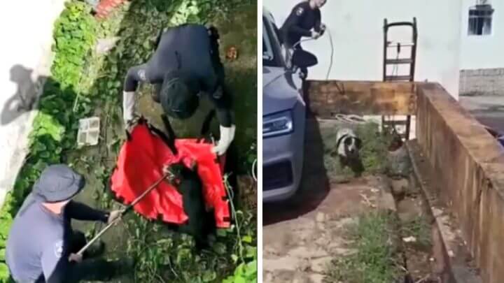 Cães resgatados Florianópolis