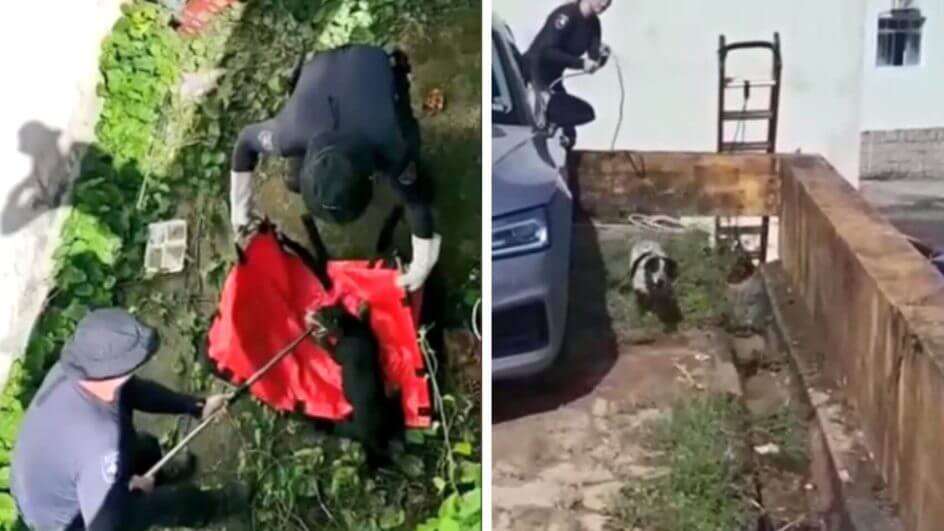 Cães resgatados Florianópolis