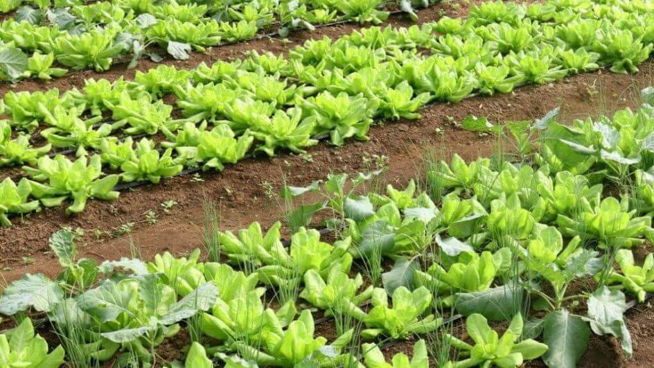 Cultivo agroecológico