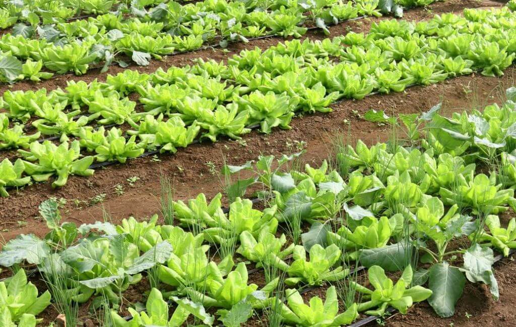 Cultivo agroecológico