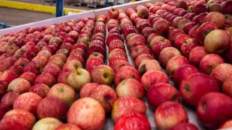 Cultivo de maçã em SC