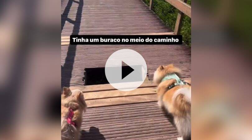 Graciela passeava com os cachorros quando tudo aconteceu