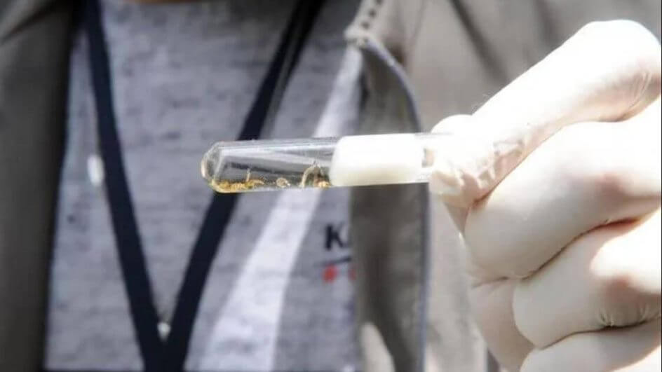 SC está em alerta por conta da dengue