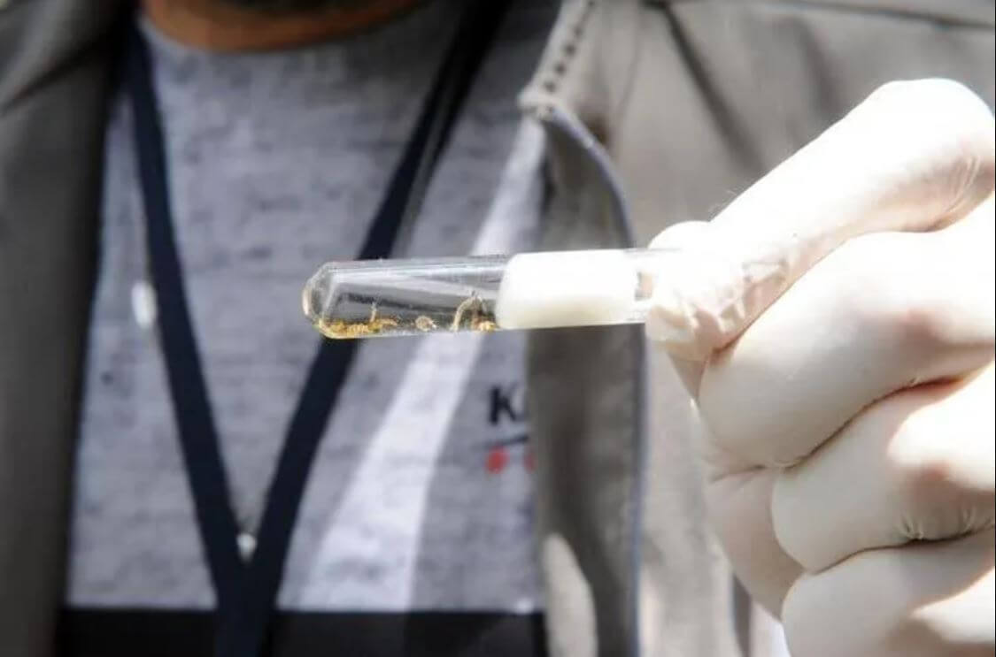 SC está em alerta por conta da dengue