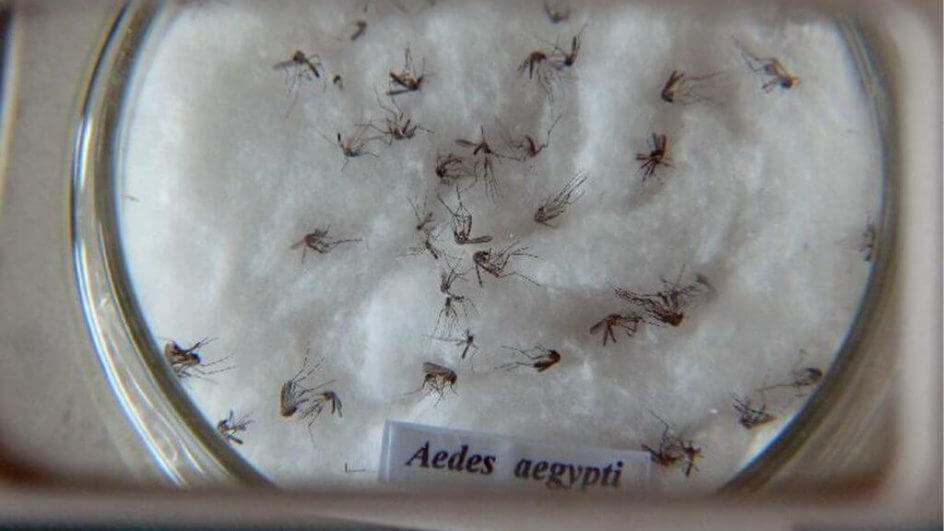 Mosquito da dengue