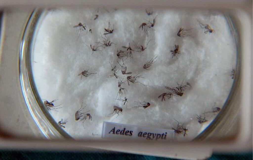 Mosquito da dengue