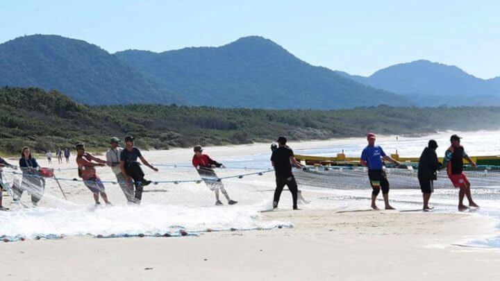 Pesca da tainha
