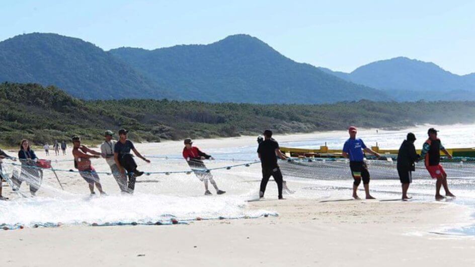 Pesca da tainha