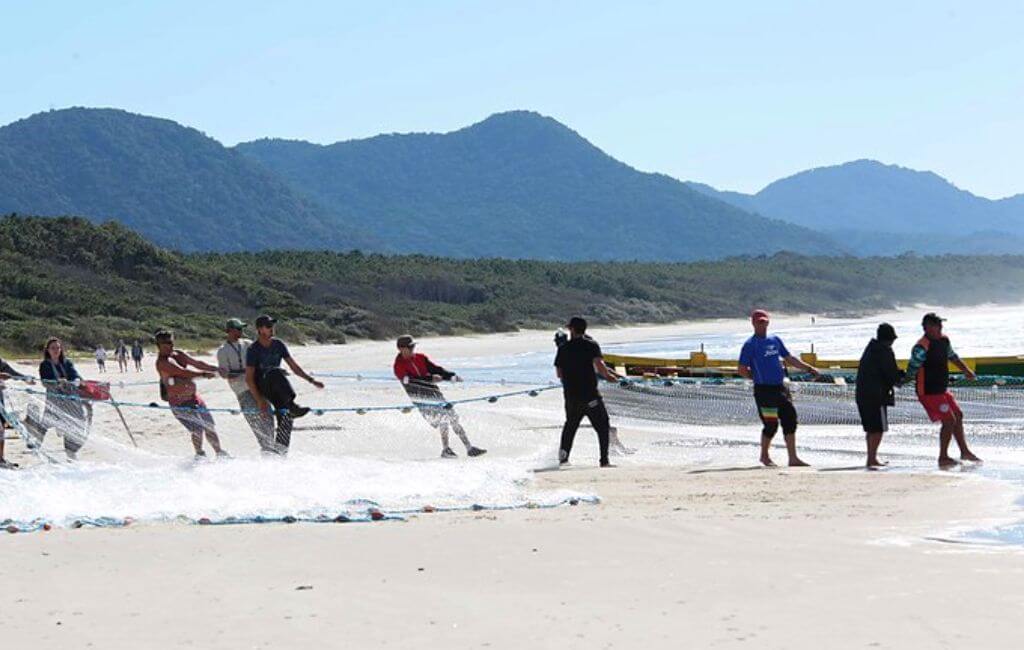 Pesca da tainha