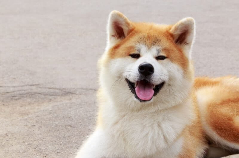 Cão akita