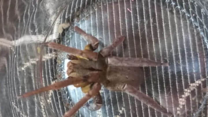 aranha-armadeira