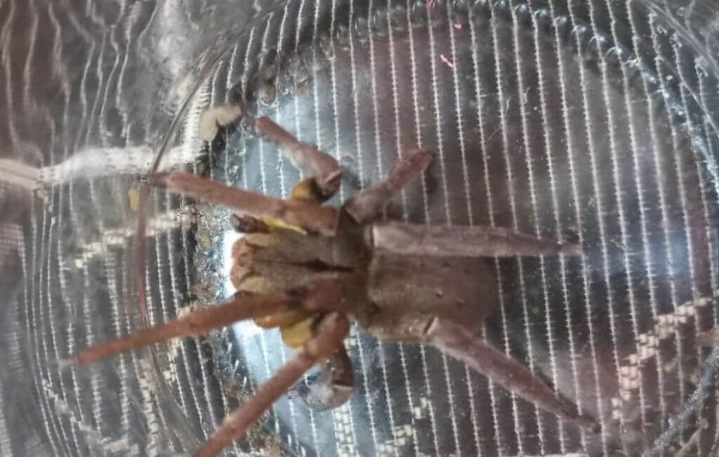 aranha-armadeira