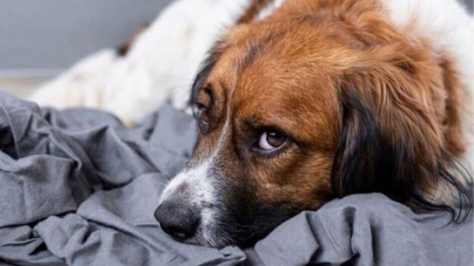 Caso ocorreu em Joinville em 2019 (Foto: Divulgação/Freepik)