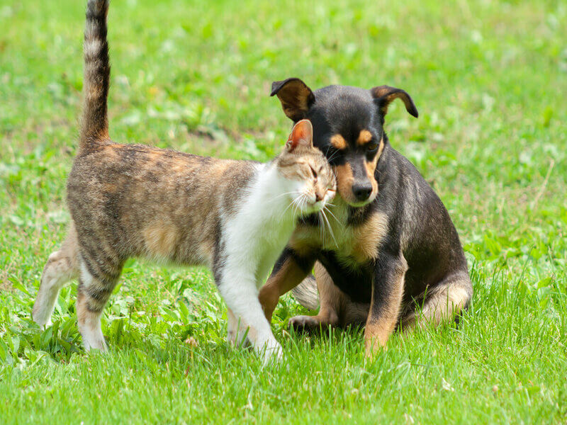 Gato se esfregando em um cachorro
