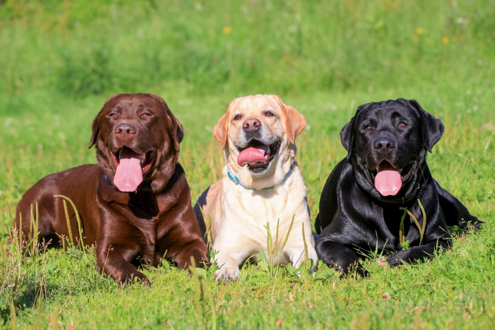 Três labradores retrievers na grama. Um preto, um marrom e um claro