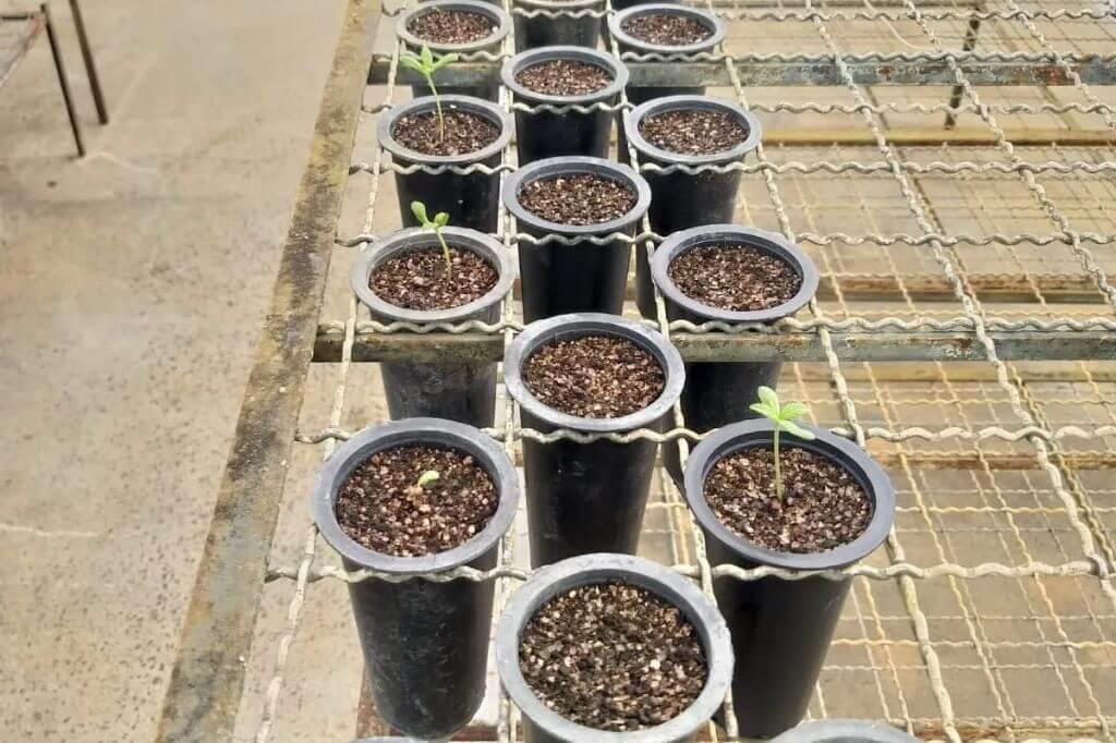 Foram plantadas 120 sementes de uma variedade rica em Canabidiol (CBD)