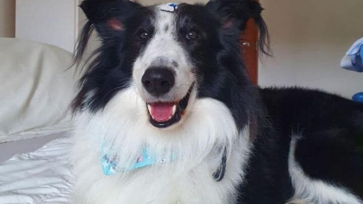 cão proibido de viajar em fpólis