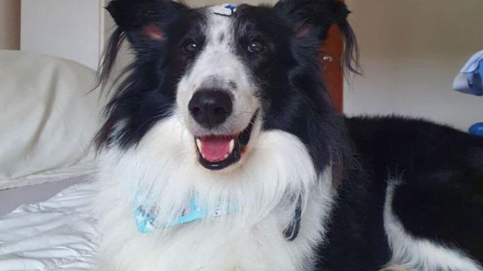 cão proibido de viajar em fpólis