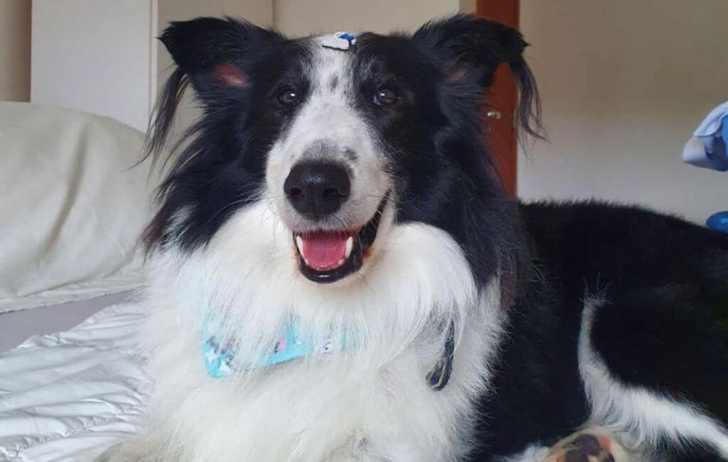 cão proibido de viajar em fpólis