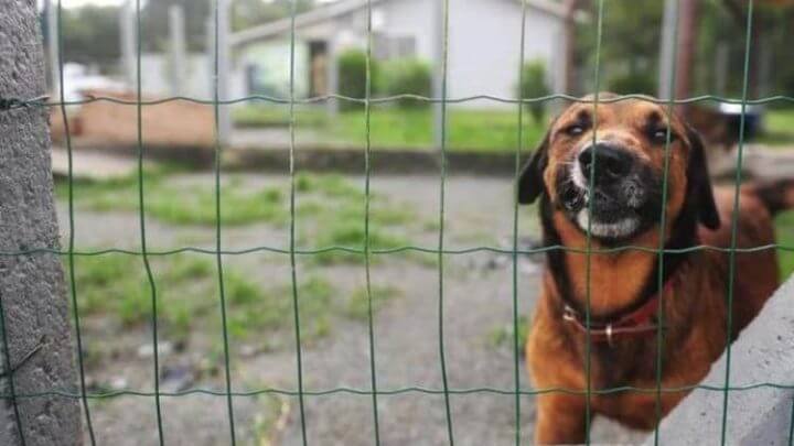 Edital prevê atendimento de até 80 animais, de forma simultânea