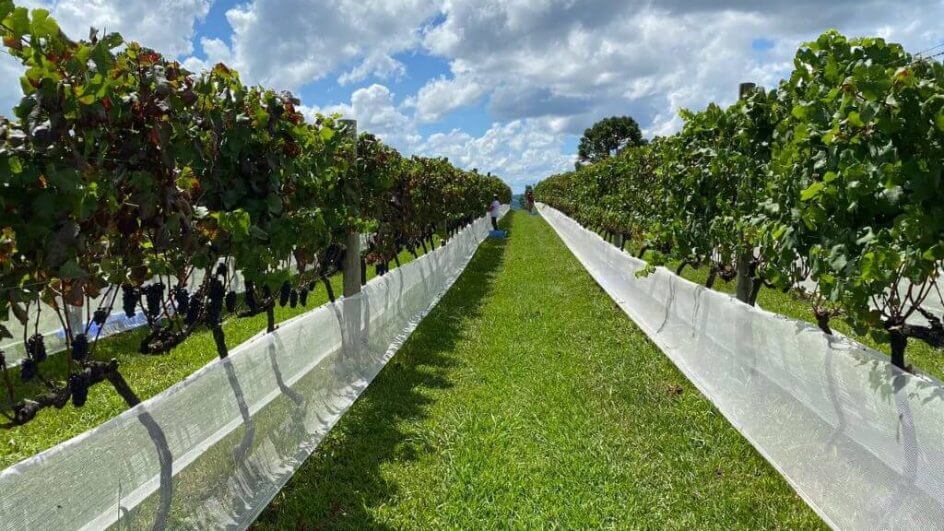 Vindima terá atrações para o mês inteiro (Foto: Abreu Garcia)