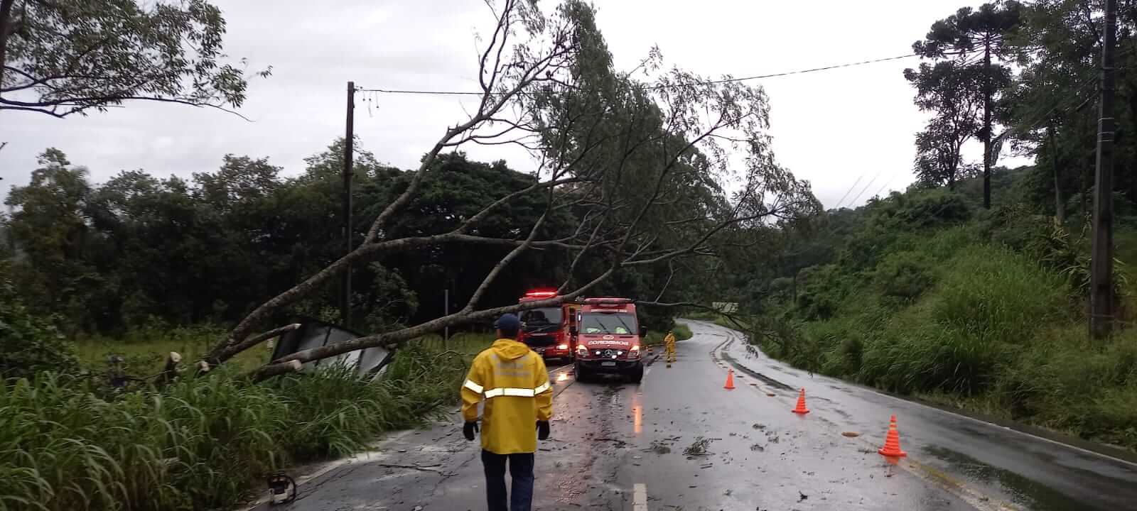 Árvore interditou parte da rodovia em Urussanga