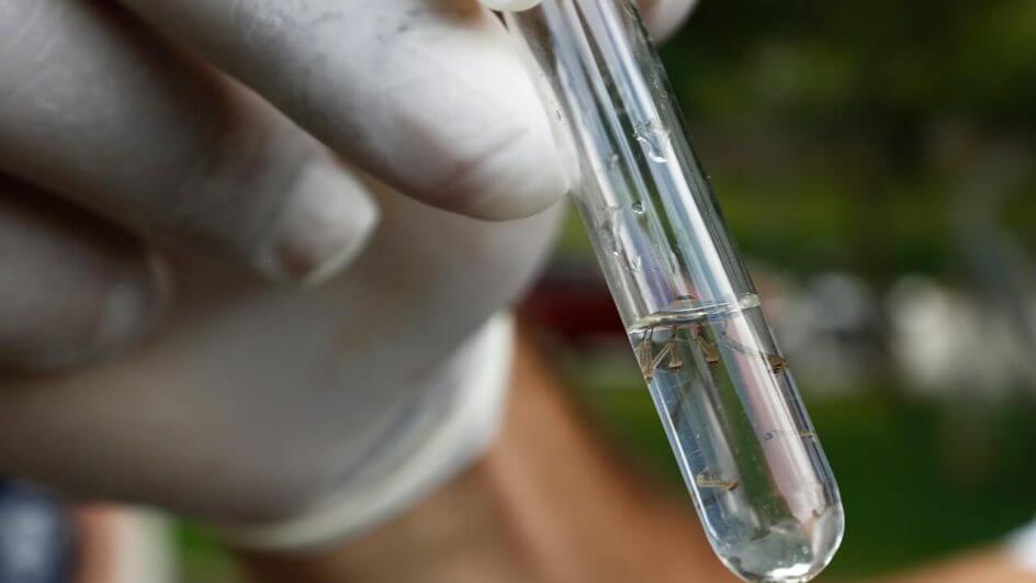 Até quarta-feira, Joinville havia registrado 1,6 mil casos de dengue