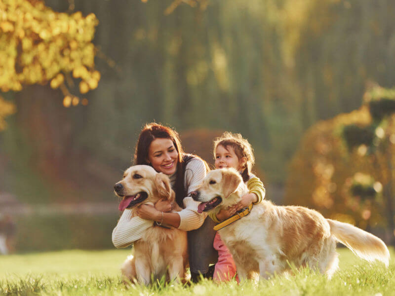 Mãe e filha pequena com dois golden retrievers em um parque
