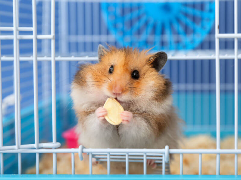 Hamster comendo semente dentro de gaiola