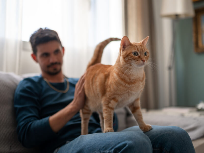 Homem sentado no sofá com gato laranja em pé em seu colo