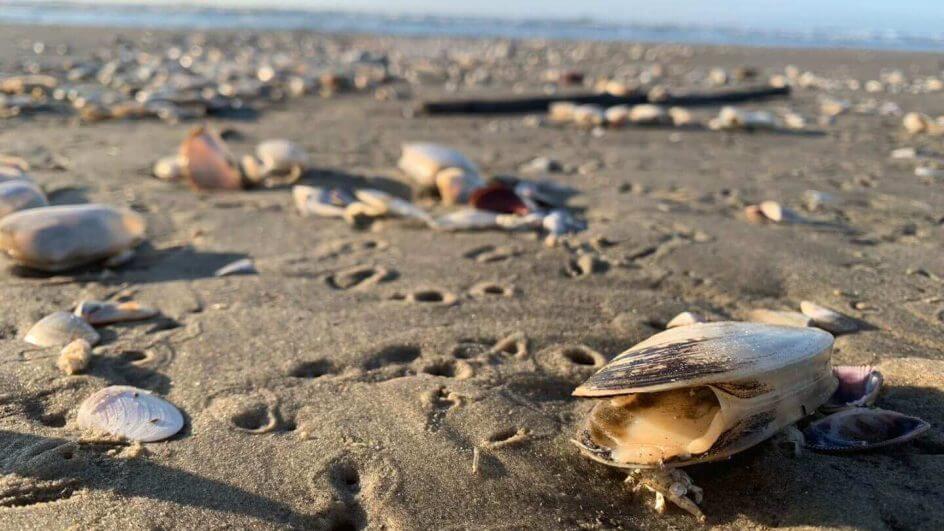Moluscos foram encontrados mortos no fim de semana (Foto: Deyvid Morona/NSC TV)