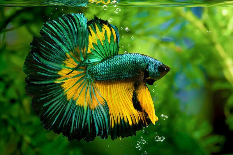 Peixe betta verde e amarelo dentro de um aquário