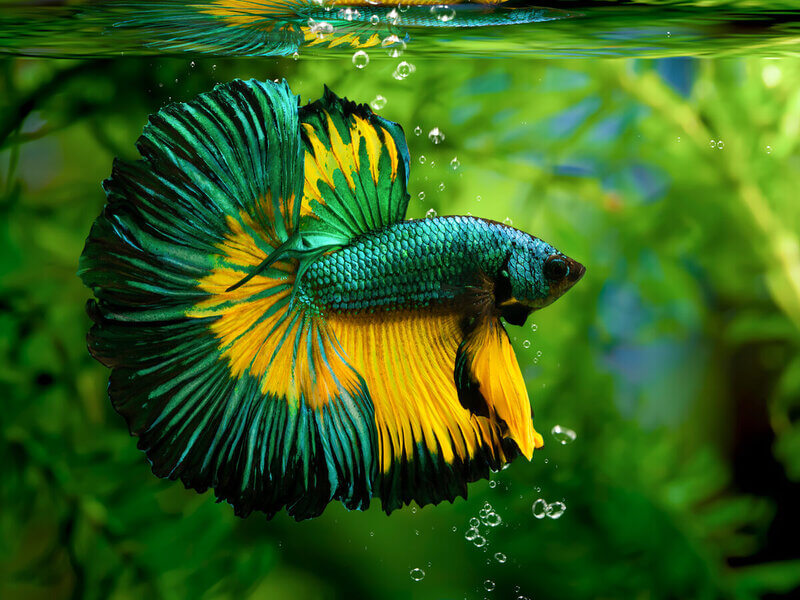 Peixe betta verde e amarelo dentro de um aquário