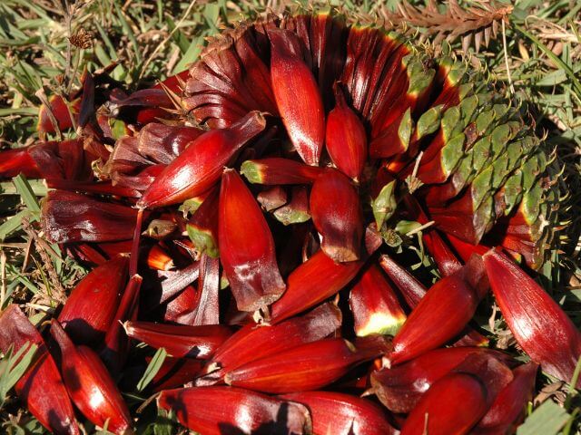 Colheita do pinhão em Santa Catarina