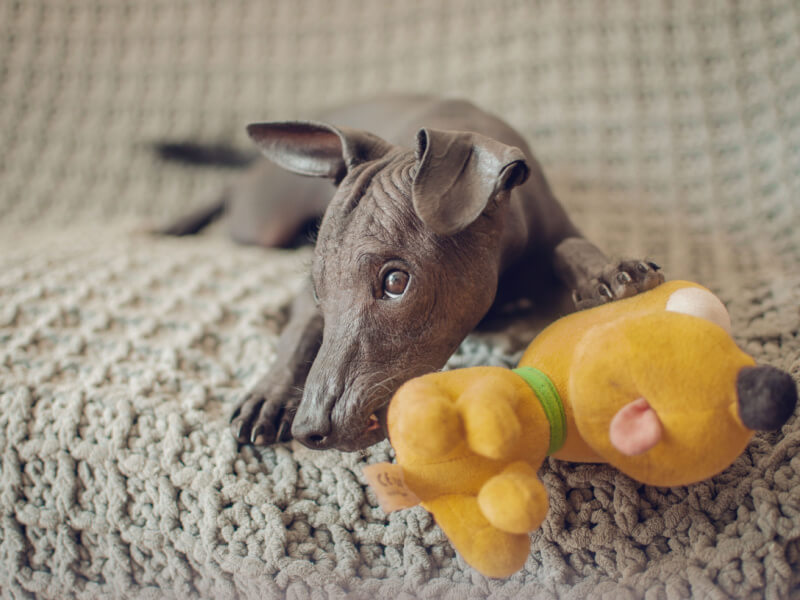 Cachorro de pequeno porte está deitado em sofá próximo a um brinquedo de pelúcia amarelo