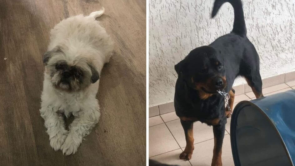 cães que sofreram acidente na br-101 em sc