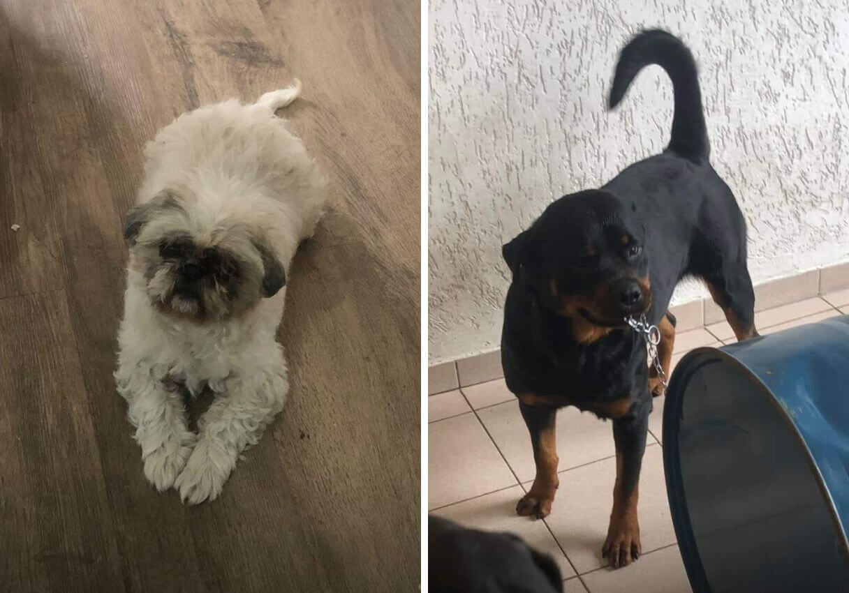 cães que sofreram acidente na br-101 em sc