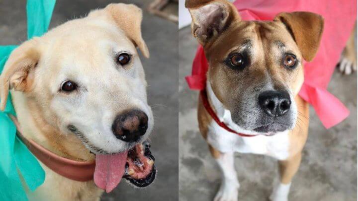 Cães heróis Dibea