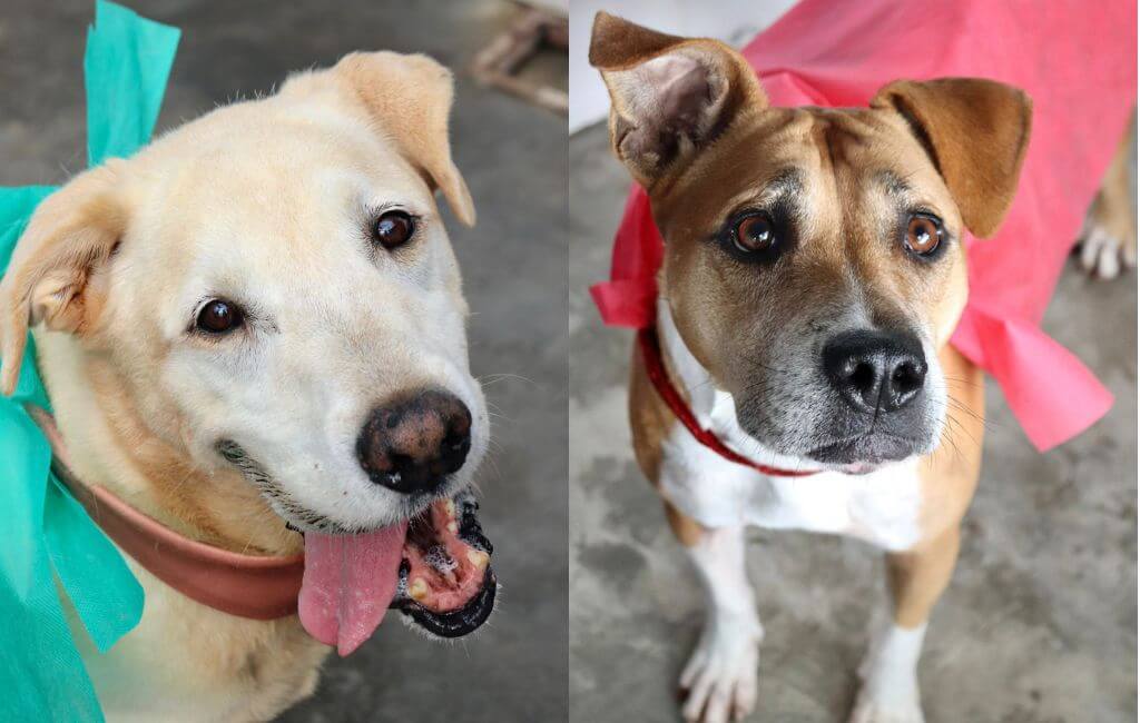 Cães heróis Dibea